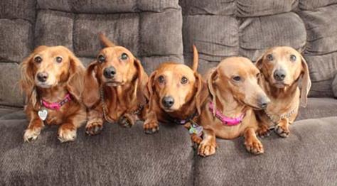 Doxie_5_Pack small