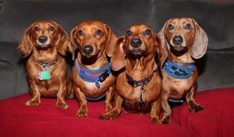 Doxie_4_Pack small