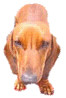 doxie clipart