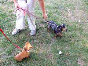 2_Doxies_1 small