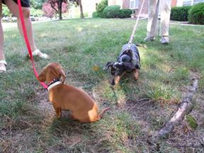 2_Doxies_2 small