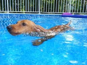 Pickles_Swimming small